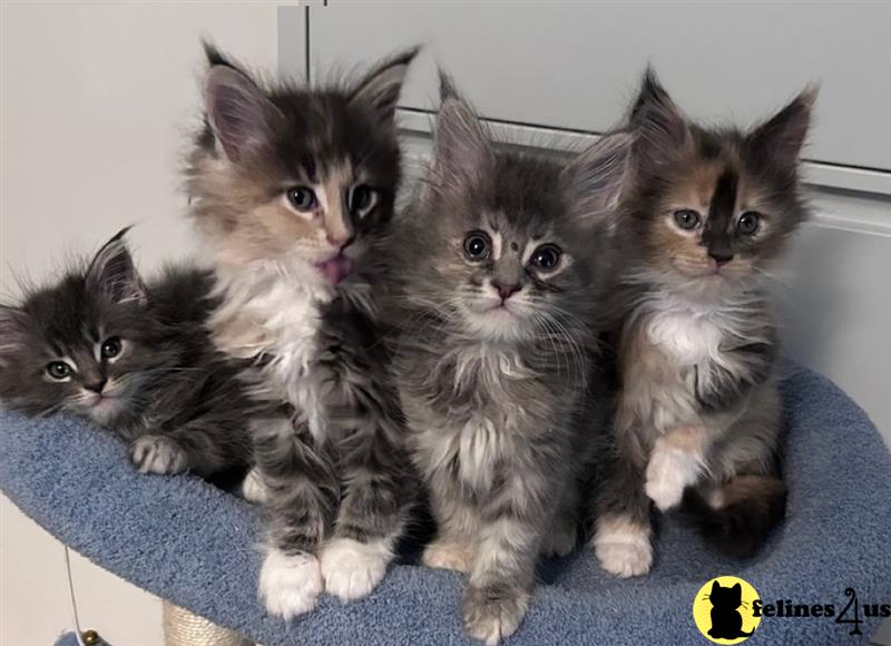 Error: Operation returned an invalid status code 429<br/>Stack Trace:    at Microsoft.Azure.CognitiveServices.Vision.ComputerVision.ComputerVisionClient.<DescribeImageInStreamWithHttpMessagesAsync>d__41.MoveNext()
--- End of stack trace from previous lomaine coon cation where exception was thrown ---
   at System.Runtime.ExceptionServices.ExceptionDispatchInfo.Throw()
   at System.Runtime.CompilerServices.TaskAwaiter.HandleNonSuccess