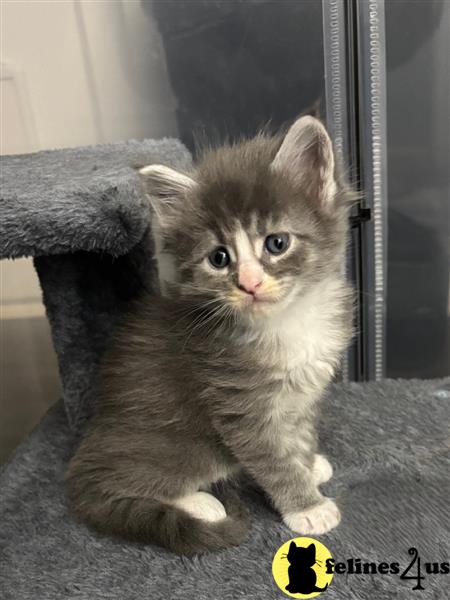 a white maine coon cat with blue eyes