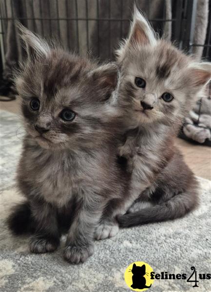 Error: Operation returned an invalid status code 429<br/>Stack Trace:    at Microsoft.Azure.CognitiveServices.Vision.ComputerVision.ComputerVisionClient.<DescribeImageInStreamWithHttpMessagesAsync>d__41.MoveNext()
--- End of stack trace from previous lomaine coon cation where exception was thrown ---
   at System.Runtime.ExceptionServices.ExceptionDispatchInfo.Throw()
   at System.Runtime.CompilerServices.TaskAwaiter.HandleNonSuccess