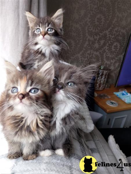 a maine coon kitten with blue eyes