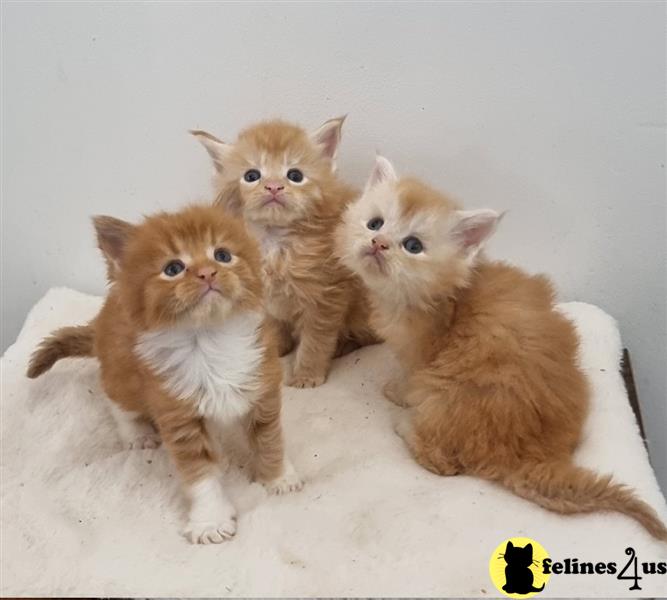 a maine coon cat with blue eyes