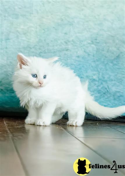a maine coon cat sitting on the floor