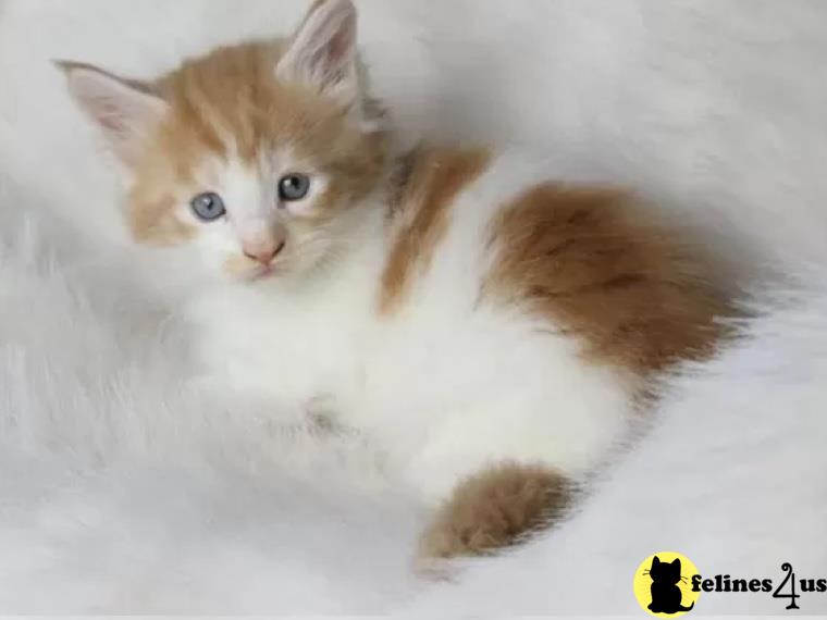 Error: Operation returned an invalid status code 429<br/>Stack Trace:    at Microsoft.Azure.CognitiveServices.Vision.ComputerVision.ComputerVisionClient.<DescribeImageInStreamWithHttpMessagesAsync>d__41.MoveNext()
--- End of stack trace from previous lomunchkin cation where exception was thrown ---
   at System.Runtime.ExceptionServices.ExceptionDispatchInfo.Throw()
   at System.Runtime.CompilerServices.TaskAwaiter.HandleNonSuccessAn