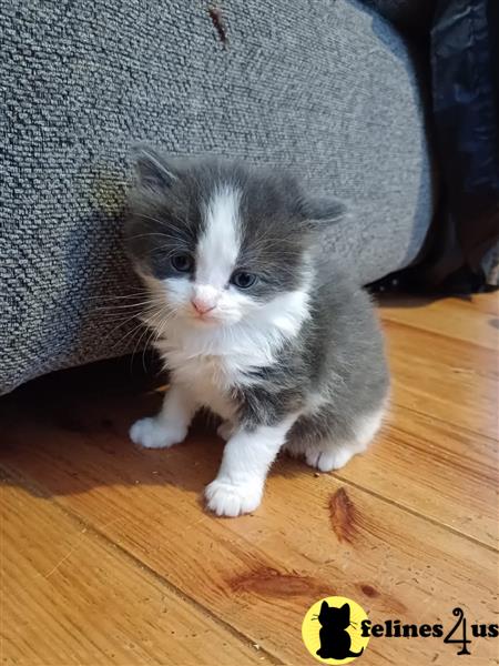 a maine coon cat sitting on the floor
