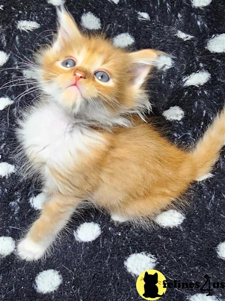 a maine coon kitten sitting on a blanket