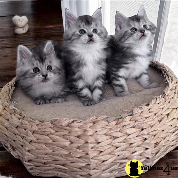 a maine coon kitten sitting on a carpet