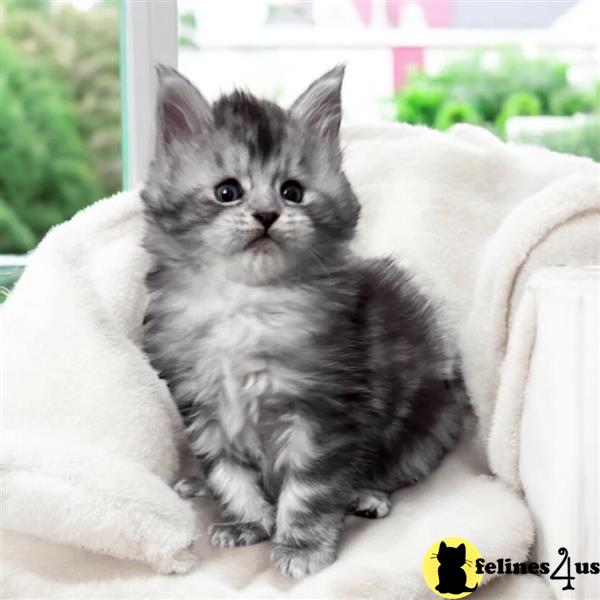 a maine coon cat with blue eyes