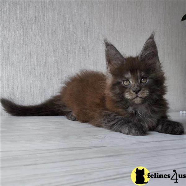 a maine coon kitten sitting on a blanket
