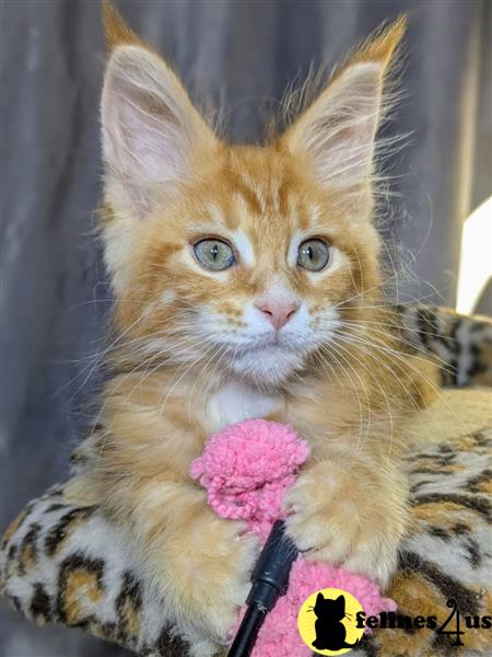 a munchkin kitten with blue eyes