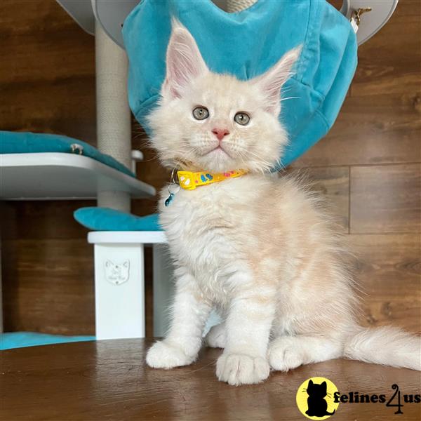 Error: Operation returned an invalid status code 429<br/>Stack Trace:    at Microsoft.Azure.CognitiveServices.Vision.ComputerVision.ComputerVisionClient.<DescribeImageInStreamWithHttpMessagesAsync>d__41.MoveNext()
--- End of stack trace from previous lomaine coon cation where exception was thrown ---
   at System.Runtime.ExceptionServices.ExceptionDispatchInfo.Throw()
   at System.Runtime.CompilerServices.TaskAwaiter.HandleNonSuccess