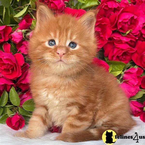 Error: Operation returned an invalid status code 429<br/>Stack Trace:    at Microsoft.Azure.CognitiveServices.Vision.ComputerVision.ComputerVisionClient.<DescribeImageInStreamWithHttpMessagesAsync>d__41.MoveNext()
--- End of stack trace from previous lomaine coon cation where exception was thrown ---
   at System.Runtime.ExceptionServices.ExceptionDispatchInfo.Throw()
   at System.Runtime.CompilerServices.TaskAwaiter.HandleNonSuccess