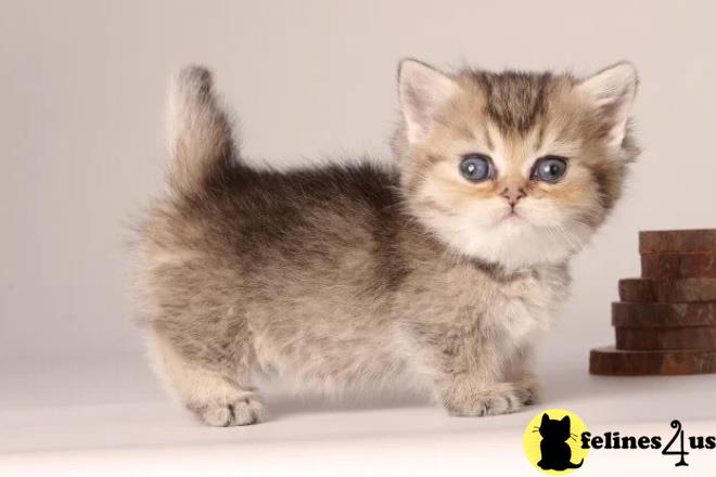 a munchkin cat sitting on a wood floor