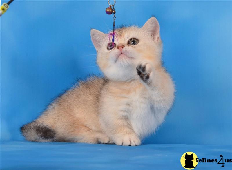 a white munchkin cat with blue eyes