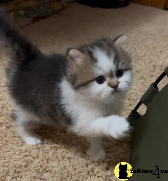 Error: Operation returned an invalid status code 429<br/>Stack Trace:    at Microsoft.Azure.CognitiveServices.Vision.ComputerVision.ComputerVisionClient.<DescribeImageInStreamWithHttpMessagesAsync>d__41.MoveNext()
--- End of stack trace from previous lomunchkin cation where exception was thrown ---
   at System.Runtime.ExceptionServices.ExceptionDispatchInfo.Throw()
   at System.Runtime.CompilerServices.TaskAwaiter.HandleNonSuccessAn