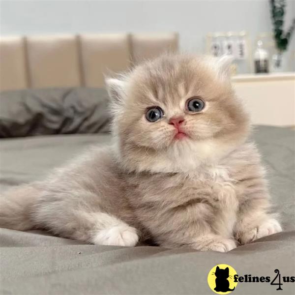 Error: Operation returned an invalid status code 429<br/>Stack Trace:    at Microsoft.Azure.CognitiveServices.Vision.ComputerVision.ComputerVisionClient.<DescribeImageInStreamWithHttpMessagesAsync>d__41.MoveNext()
--- End of stack trace from previous lomunchkin cation where exception was thrown ---
   at System.Runtime.ExceptionServices.ExceptionDispatchInfo.Throw()
   at System.Runtime.CompilerServices.TaskAwaiter.HandleNonSuccessAn