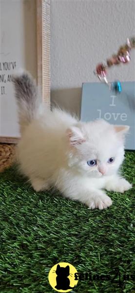 a white munchkin cat with blue eyes