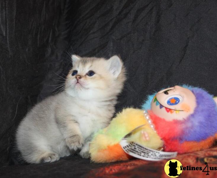 Error: Operation returned an invalid status code 429<br/>Stack Trace:    at Microsoft.Azure.CognitiveServices.Vision.ComputerVision.ComputerVisionClient.<DescribeImageInStreamWithHttpMessagesAsync>d__41.MoveNext()
--- End of stack trace from previous lomunchkin cation where exception was thrown ---
   at System.Runtime.ExceptionServices.ExceptionDispatchInfo.Throw()
   at System.Runtime.CompilerServices.TaskAwaiter.HandleNonSuccessAn