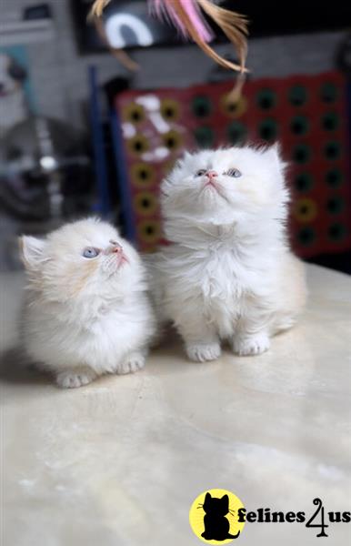 Error: Operation returned an invalid status code 429<br/>Stack Trace:    at Microsoft.Azure.CognitiveServices.Vision.ComputerVision.ComputerVisionClient.<DescribeImageInStreamWithHttpMessagesAsync>d__41.MoveNext()
--- End of stack trace from previous lomunchkin cation where exception was thrown ---
   at System.Runtime.ExceptionServices.ExceptionDispatchInfo.Throw()
   at System.Runtime.CompilerServices.TaskAwaiter.HandleNonSuccessAn