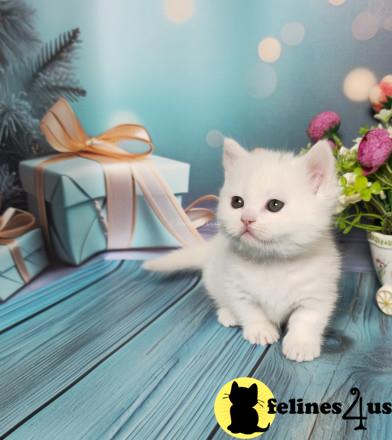 a white munchkin cat on a chair