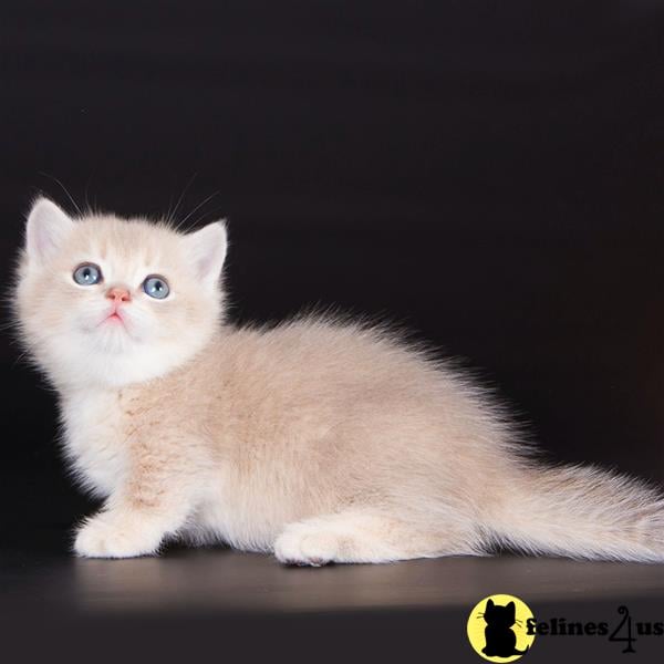 a white munchkin cat with blue eyes