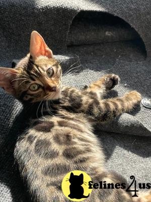 a bengal cat lying on its back