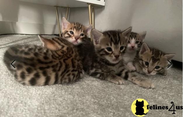 a group of bengal bengal kittens lying on a carpet