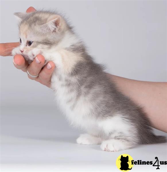 a person holding a munchkin cat