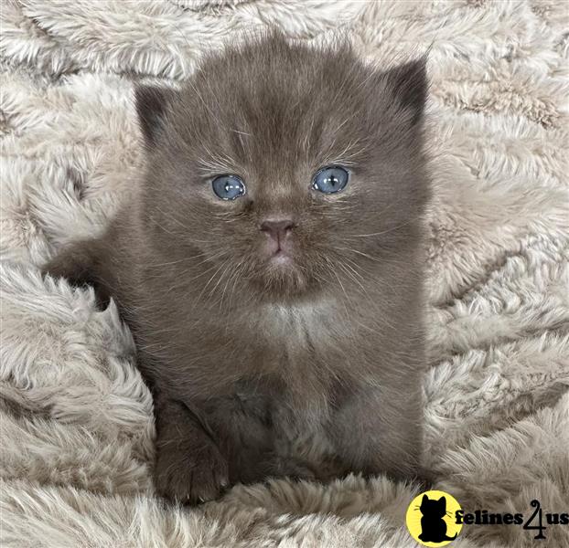a munchkin cat lying on a blanket