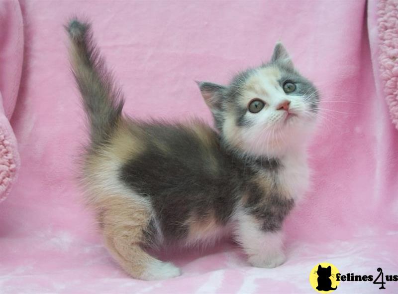 a munchkin cat sitting on a blanket