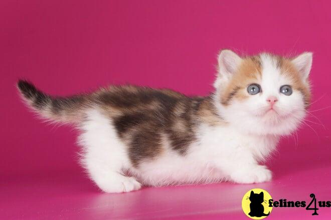 a munchkin kitten with a yellow tag