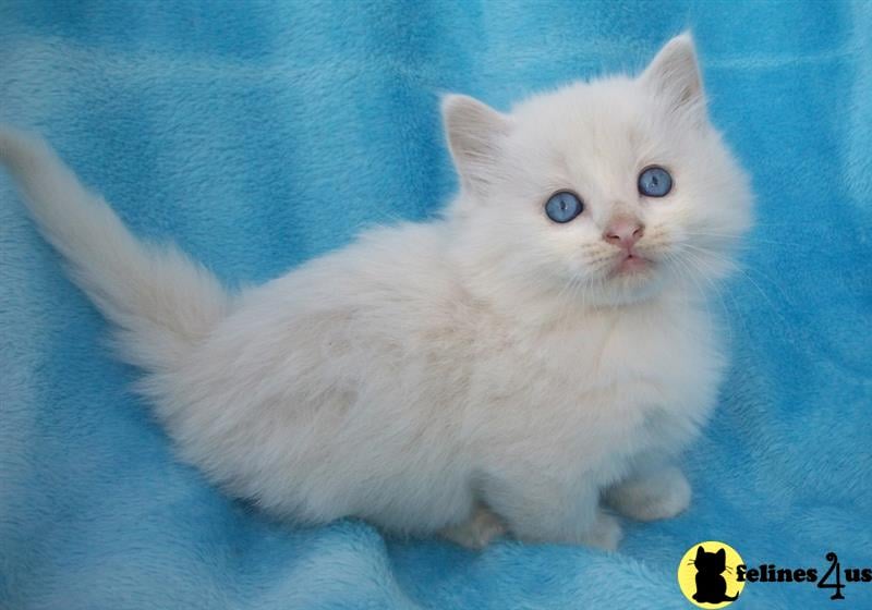 a white munchkin cat with blue eyes