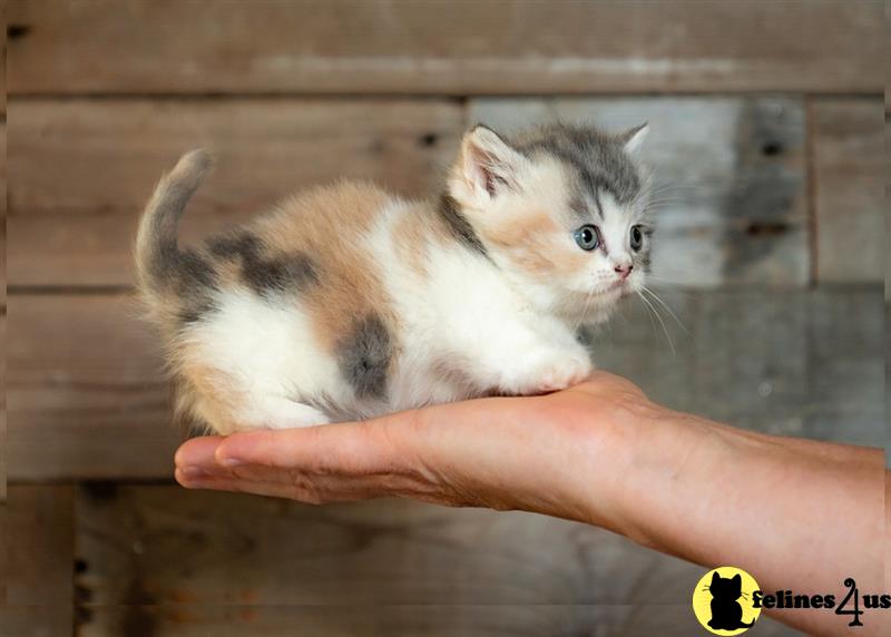 a hand holding a munchkin kitten