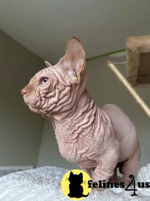 a small animal on a blanket