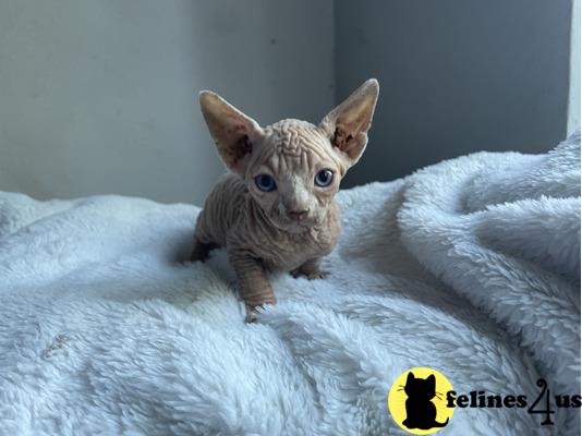a sphynx kitten on a blanket