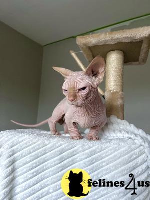a sphynx cat on a bed