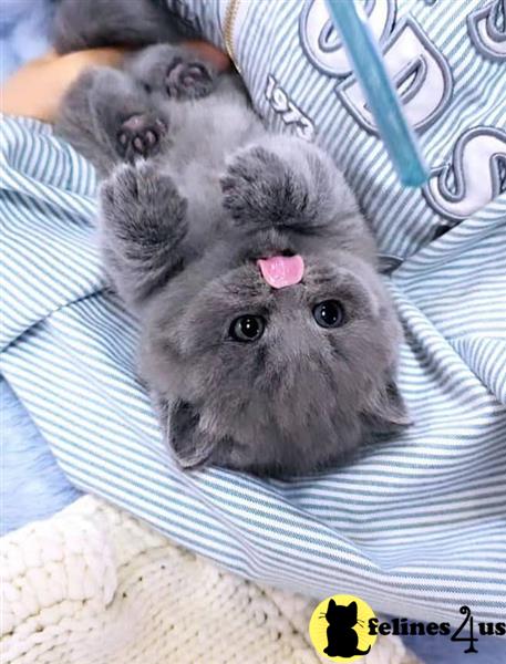 a small grey animal