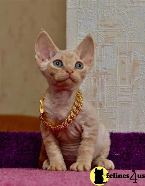 a devon rex cat wearing a garment