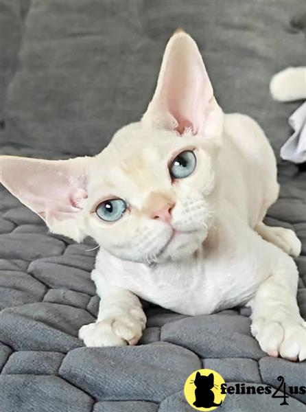 a devon rex cat lying on a blanket