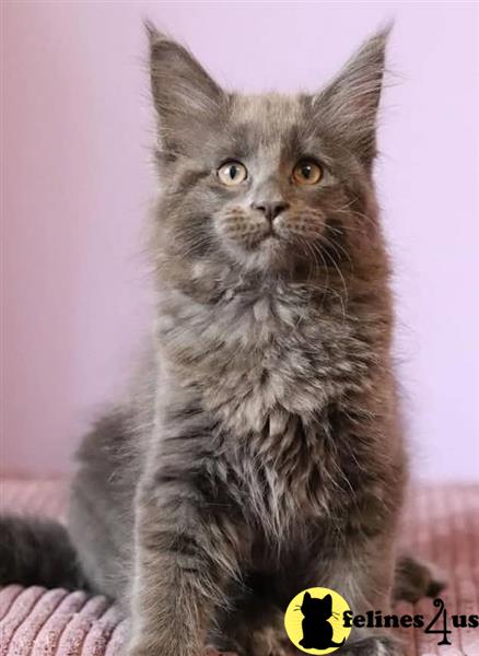 a maine coon cat sitting looking at the camera