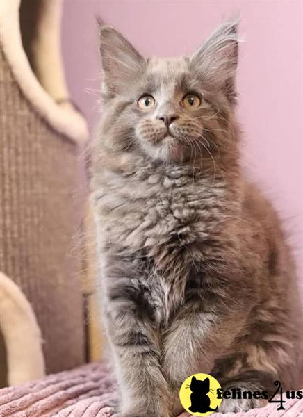 a maine coon cat sitting on a blanket