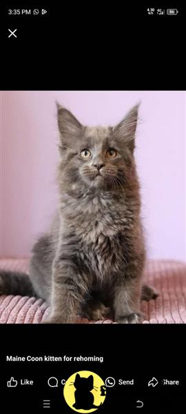 a maine coon cat sitting on a bed