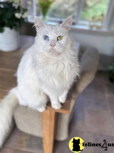 a maine coon cat sitting on a chair