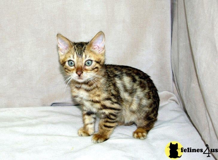 a bengal cat sitting on a bed