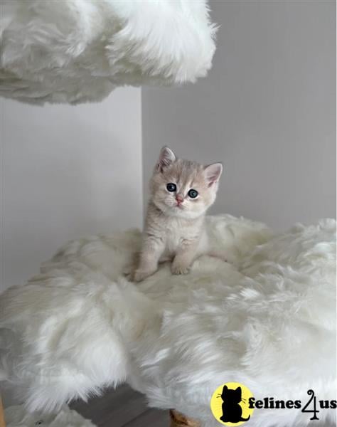 a british shorthair cat sitting on a blanket