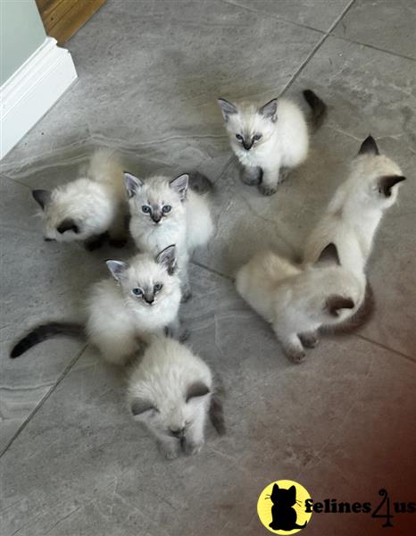 a group of ragdoll ragdoll kittens