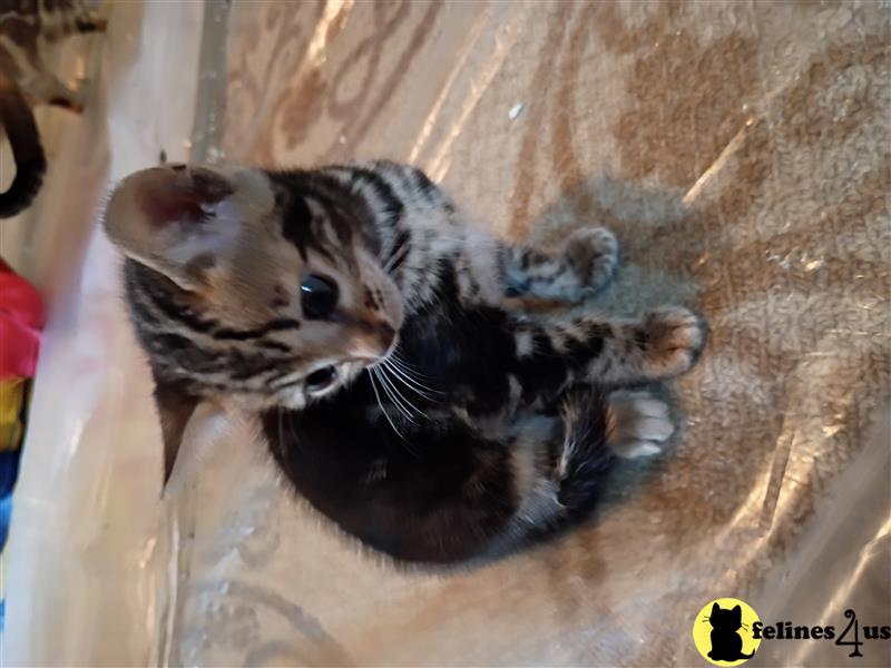 a bengal kitten lying on its back