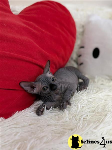 Sphynx