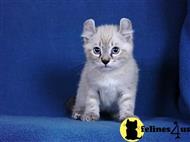 highland lynx kitten posted by magicwhiskers