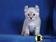 Kittens for Sale in Idaho