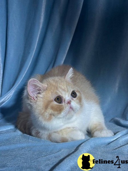 Monty